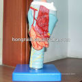 ISO Laryngeal Anatomical model, Medical Larynx model, throat and vocal model